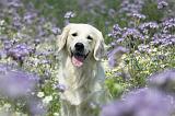 GOLDEN RETRIEVER 604